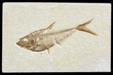 Detailed Fossil Fish (Diplomystus) - Wyoming #113562-1